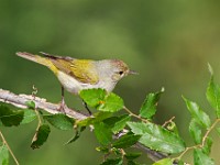 A2Z7195c  Tennessee Warbler (Oreothlypis peregrina)